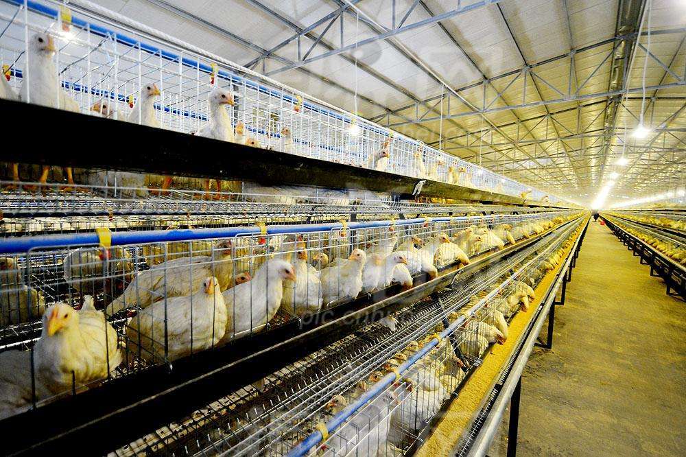 養殖行業專用臭氧發生器應用介紹